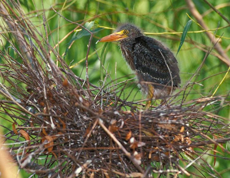 GreenHeron-nest-AD2017.MoDeptConservation