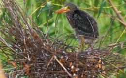 Flag that Green Heron&nbsp;Nest!