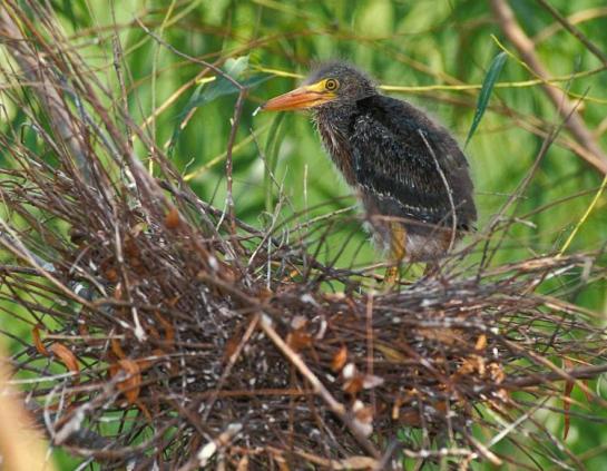 GreenHeron-nest-AD2017.MoDeptConservation
