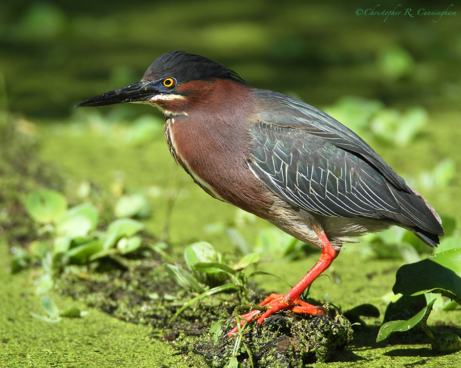 GreenHeron-TX-breeding-plumage.ChristopherCunningham