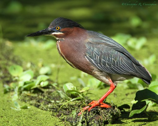 GreenHeron-TX-breeding-plumage.ChristopherCunningham