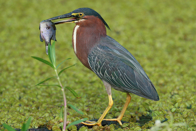 GreenHeron-with-fish.NedHaight-ChesapeakeBayProgram