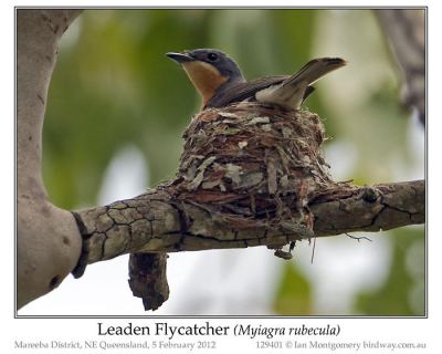 Leaden Flycatcher (Myiagra rubecula) Female in nest by Ian