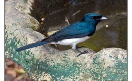 Bird of the Moment: Satin and Leaden&nbsp;Flycatchers