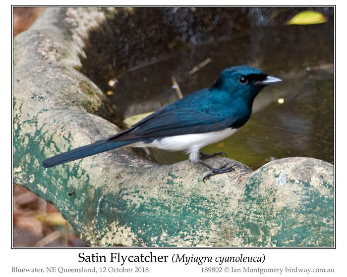 Satin Flycatcher (Myiagra cyanoleuca) Male ©Ian Montgomery