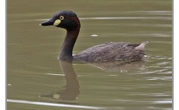 Ian’s Bird of the Moment – Australian&nbsp;Grebe
