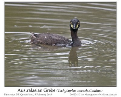 Australasian Grebe (Tachybaptus novaehollandiae) by Ian