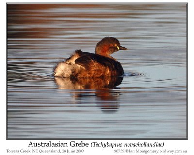 Australasian Grebe (Tachybaptus novaehollandiae) by Ian