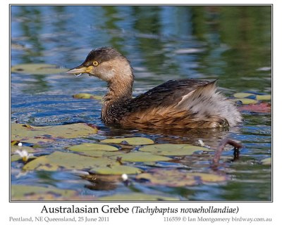 Australasian Grebe (Tachybaptus novaehollandiae) by Ian