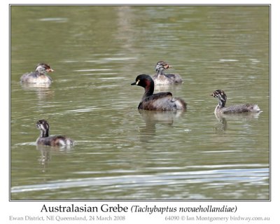 Australasian Grebe (Tachybaptus novaehollandiae) by Ian