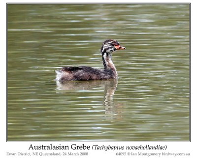 Australasian Grebe (Tachybaptus novaehollandiae) by Ian