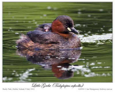Little Grebe (Tachybaptus ruficollis) by Ian