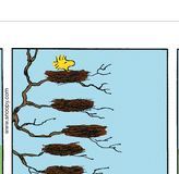 Orni-Theology and Woodstock’s High-rise&nbsp;Nest