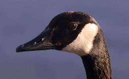 Walter the Directionally Challenged&nbsp;Goose