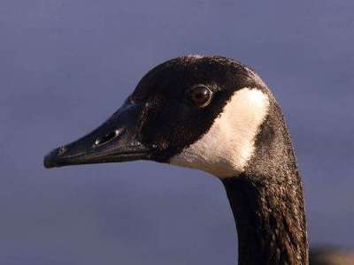 Canada Goose (Branta canadensis) by Ian