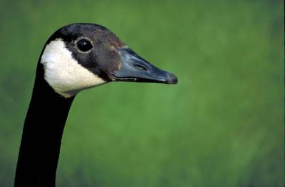 Canada Goose (Branta canadensis) ©USFWS