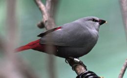 Heaven’s New Jerusalem and Birds – Chalcedony&nbsp;II