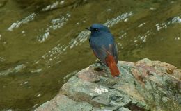 Luzon Water Redstart