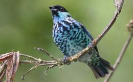 Heaven’s New Jerusalem and Birds – Beryl&nbsp;II