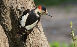 Birds of the Bible – Mountain Bird’s Majestic Cedar&nbsp;IV