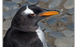 Birdwatching Thru The Bible – Birds Mate For&nbsp;Life