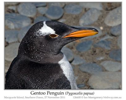 Gentoo Penguin (Pygoscelis papua) by Ian