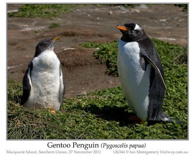 Gentoo Penguin (Pygoscelis papua) by Ian