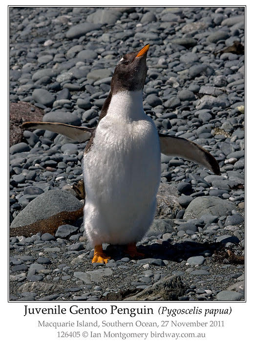 Gentoo Penguin (Pygoscelis papua) Juvenile by Ian