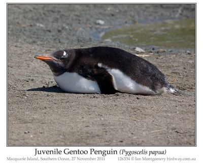 Gentoo Penguin (Pygoscelis papua) Juvenile by Ian