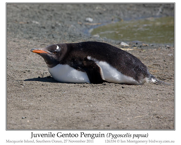 Gentoo Penguin (Pygoscelis papua) Juvenile by Ian