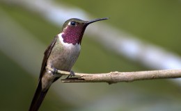 Heaven’s New Jerusalem and Birds – Amethyst&nbsp;II