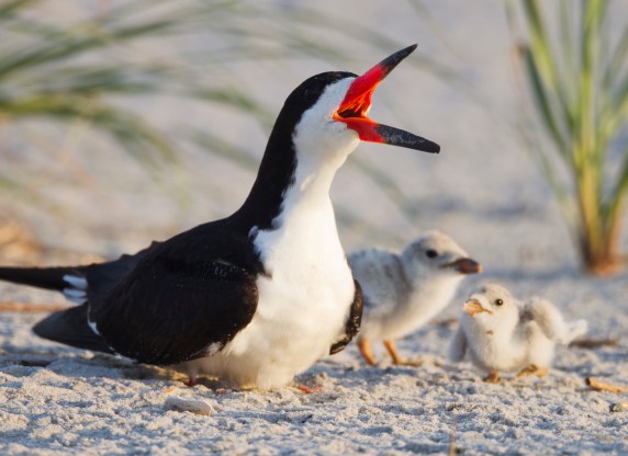 Black Skimmer (Rynchops niger niger), Northern subspecies