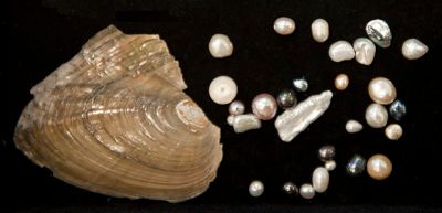 Freshwater clam with cultivated pearls ©WikiC