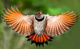 Birds of the Bible – Out of the&nbsp;Ground