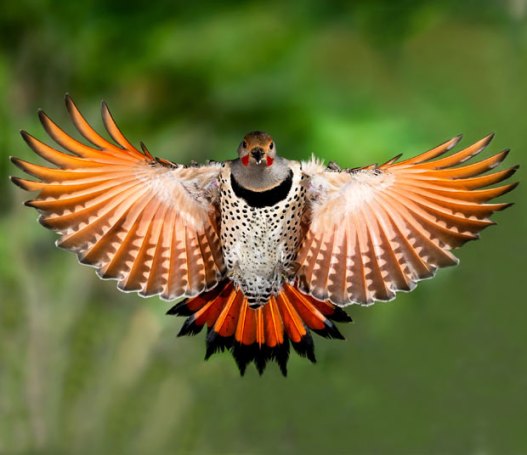 Northern-Flicker-redshafted.Evergreen-edu