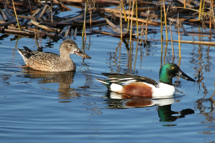 NorthernShoveler.male-and-female