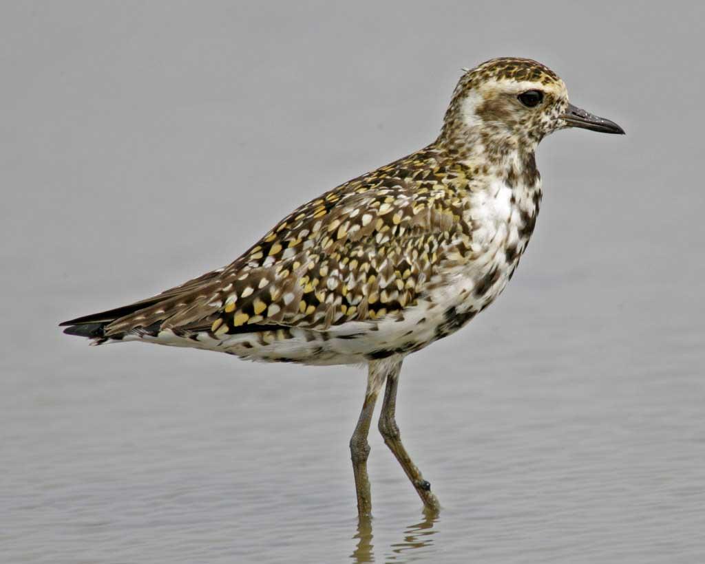 Pacific-Golden-Plover.NationalAudubonSociety