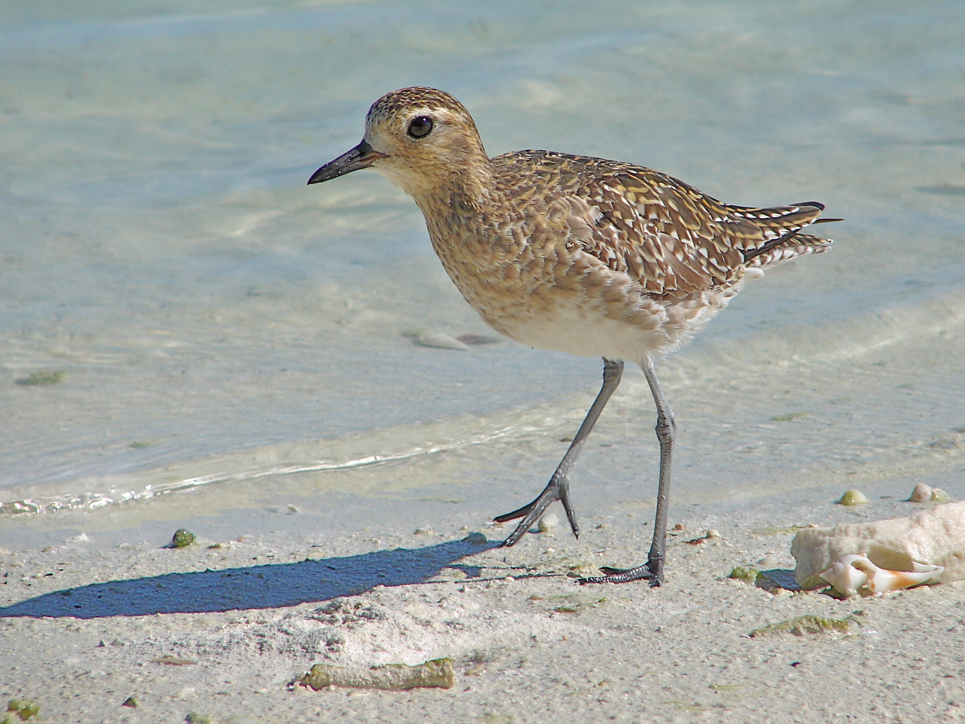 Pacific-Golden-Plover.NZ-Birds-Online