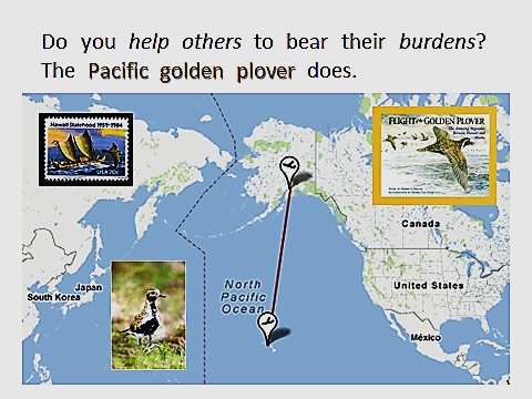 Pacific-Golden-Plover.PPT-migration-map