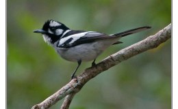 Bird of the Moment – White-eared&nbsp;Monarch