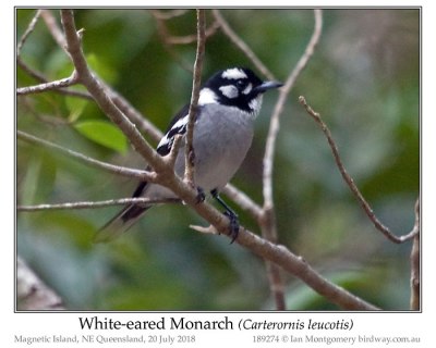 White-eared Monarch (Carterornis leucotis) © Ian