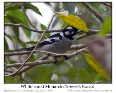 White-eared Monarch (Carterornis leucotis) © Ian