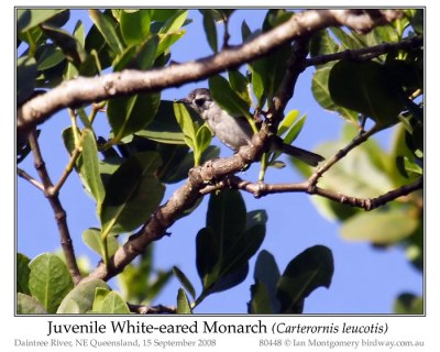 White-eared Monarch (Carterornis leucotis) Juvenile © Ian