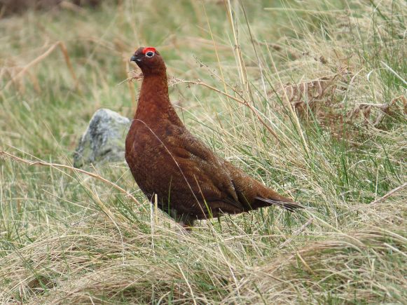 RedGrouse-Northumberland.HawsenBurn-wikipedia