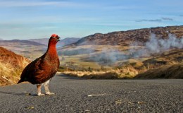 Moorfowl is Fair, in Highland&nbsp;Heather