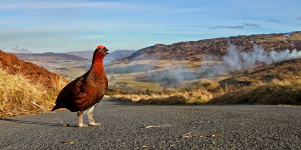 RedGrouse-on-Scottish-roadway.ScottishGamekeepersAssocn