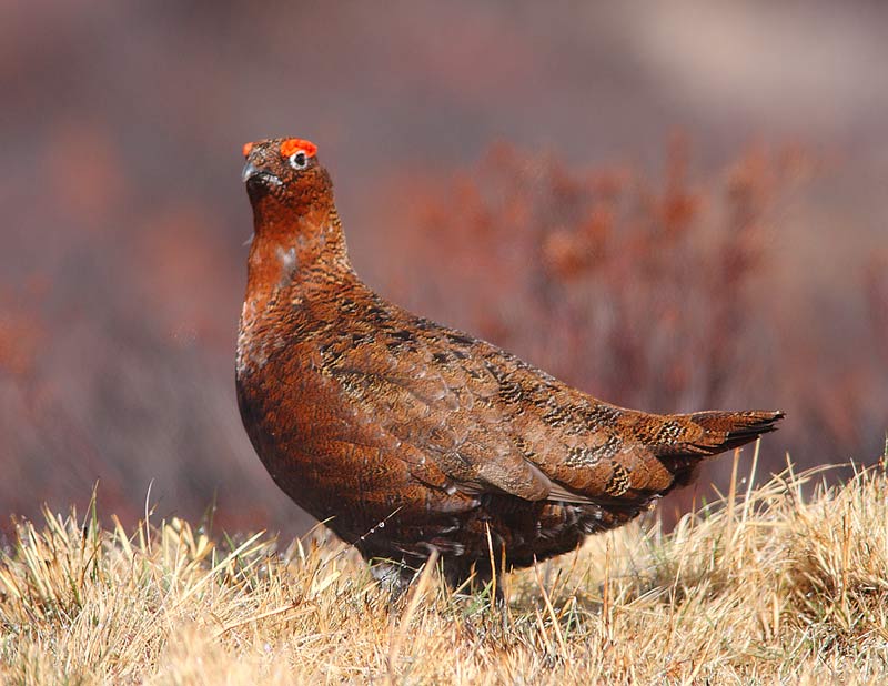 RedGrouse-Scotland.SimplyBirds-and-Moths