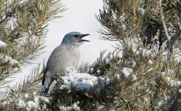 Different Habitats Fit Different&nbsp;Birds