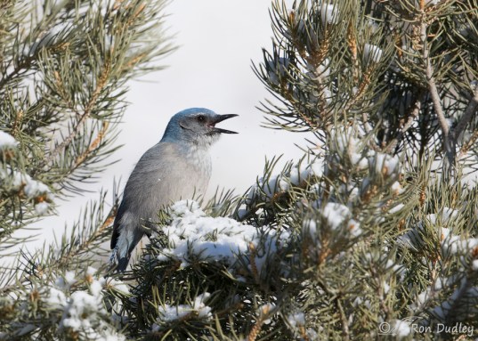 WesternScrubJay-PinyonPine-Snow.RonDudley