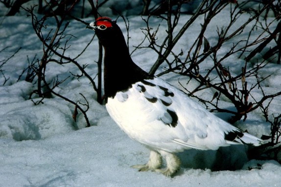 WillowPtarmigan-Alaska-variety.Wikipedia